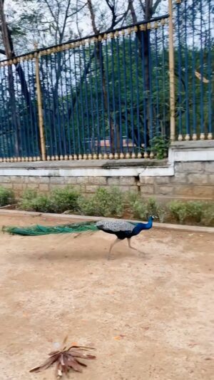 Sunitha Varma Instagram - 🦚
.
.
.
#reels #reelsinstagram #peacock #nature #beautiful #birds #love #instagood