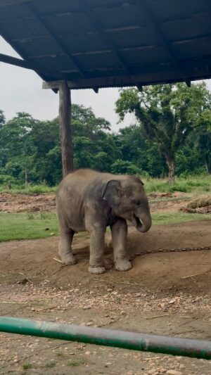 Sunitha Varma Instagram - Tiny moments, huge joy! 🐘💕 
.
.
.
#littleelephant #bigsmiles #chitwan #nepal #reels #instareels #babyelephant