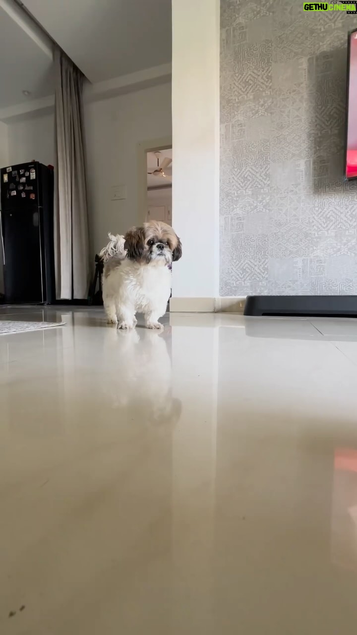 Sunitha Varma - 218 Likes - Pawsitively Adorable š„°
.
.
.
#charlie #mybaby #shihtzu #puppy #shihtzusofinstagram #instareels #trendingreels #funny #song #dogsofinstagram #shihtzulovers #dog