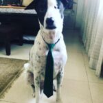 Supriya Pilgaonkar Instagram - Excuse me !!! Working from home ! As my adopted family is disturbing me too much by showering extra kisses and hugz and extra play I find it very difficult to finish my job ... what’s my job ?? Well I have to clock 8 hrs of deep sleep along with extra snores and digging the sand in sleep (a great skill ) . These hoomans don’t know how stressful it is ...woof