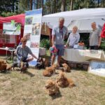 Suranne Jones Instagram - 🌟 Dachshund Rescue Highlights 🌟 📍 Scenic Scotland to sunny Sandringham, we're on the move! Last weekend, we attended a Dachshund Club event, spreading awareness and promoting our charity. 🐾 Met some amazing adopted dachshunds and their owners, including Miri, a mini smooth black and tan. Miri overcame serious weight problems and is now healthy enough to join the Dachshund Dash race! Huge thanks to her dedicated owner. 🤝 We need your help! Visit our website and contact your local coordinator to volunteer. Many dachshunds are in need. 🏥 Our rescue stand showcased our long-term foster dachshunds, requiring medical support. We cover their vet bills and seek sponsorships to continue their care. Reach out to our coordinators for more info. 💙 Special thanks to the Dachshund Club, raffle organizers, and generous donors who provided gifts for fundraising. Your support means the world to us!🙂 🔗 Visit our website for regional rescue contacts link in bio #dachshundpuppy #dachshundlove #dachshundlife #dachshundappreciation