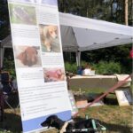 Suranne Jones Instagram - 🌟 Dachshund Rescue Highlights 🌟 📍 Scenic Scotland to sunny Sandringham, we're on the move! Last weekend, we attended a Dachshund Club event, spreading awareness and promoting our charity. 🐾 Met some amazing adopted dachshunds and their owners, including Miri, a mini smooth black and tan. Miri overcame serious weight problems and is now healthy enough to join the Dachshund Dash race! Huge thanks to her dedicated owner. 🤝 We need your help! Visit our website and contact your local coordinator to volunteer. Many dachshunds are in need. 🏥 Our rescue stand showcased our long-term foster dachshunds, requiring medical support. We cover their vet bills and seek sponsorships to continue their care. Reach out to our coordinators for more info. 💙 Special thanks to the Dachshund Club, raffle organizers, and generous donors who provided gifts for fundraising. Your support means the world to us!🙂 🔗 Visit our website for regional rescue contacts link in bio #dachshundpuppy #dachshundlove #dachshundlife #dachshundappreciation