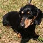 Suranne Jones Instagram - 🌟 Dachshund Rescue Highlights 🌟 📍 Scenic Scotland to sunny Sandringham, we're on the move! Last weekend, we attended a Dachshund Club event, spreading awareness and promoting our charity. 🐾 Met some amazing adopted dachshunds and their owners, including Miri, a mini smooth black and tan. Miri overcame serious weight problems and is now healthy enough to join the Dachshund Dash race! Huge thanks to her dedicated owner. 🤝 We need your help! Visit our website and contact your local coordinator to volunteer. Many dachshunds are in need. 🏥 Our rescue stand showcased our long-term foster dachshunds, requiring medical support. We cover their vet bills and seek sponsorships to continue their care. Reach out to our coordinators for more info. 💙 Special thanks to the Dachshund Club, raffle organizers, and generous donors who provided gifts for fundraising. Your support means the world to us!🙂 🔗 Visit our website for regional rescue contacts link in bio #dachshundpuppy #dachshundlove #dachshundlife #dachshundappreciation