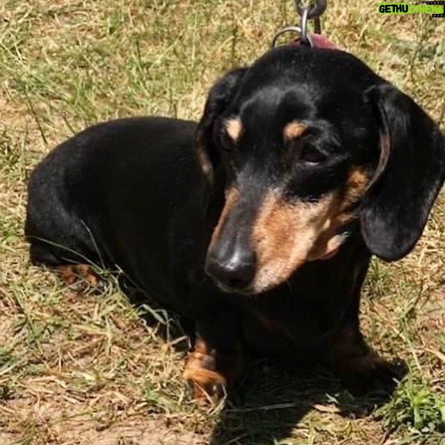 Suranne Jones Instagram - π Dachshund Rescue Highlights π π Scenic Scotland to sunny Sandringham, we're on the move! Last weekend, we attended a Dachshund Club event, spreading awareness and promoting our charity. πΎ Met some amazing adopted dachshunds and their owners, including Miri, a mini smooth black and tan. Miri overcame serious weight problems and is now healthy enough to join the Dachshund Dash race! Huge thanks to her dedicated owner. π€ We need your help! Visit our website and contact your local coordinator to volunteer. Many dachshunds are in need. π₯ Our rescue stand showcased our long-term foster dachshunds, requiring medical support. We cover their vet bills and seek sponsorships to continue their care. Reach out to our coordinators for more info. π Special thanks to the Dachshund Club, raffle organizers, and generous donors who provided gifts for fundraising. Your support means the world to us!π π Visit our website for regional rescue contacts link in bio #dachshundpuppy #dachshundlove #dachshundlife #dachshundappreciation