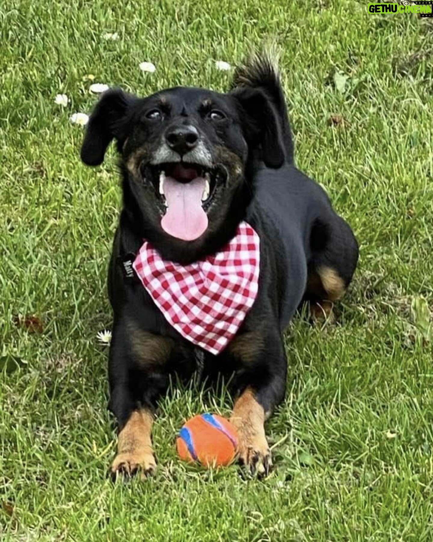 Suzanne Paul - 67 Likes - Happy birthday Matty! 🎂🎉We think he’s 10, not too sure with him being a rescue dog x