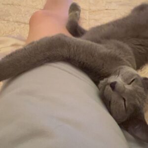 Svetlana Zakharova Instagram - Девочка моя, Дуся🐱Отдыхает.. 
..и пусть весь мир подождёт 😉❤️
My little girl, Dusya🐱 Resting… 
.. and let the whole world wait😉❤️
@qleo_dusya_russian_blu 

#svetlanazakharova 
#mypet