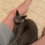 Svetlana Zakharova Instagram - Девочка моя, Дуся🐱Отдыхает.. ..и пусть весь мир подождёт 😉❤️ My little girl, Dusya🐱 Resting… .. and let the whole world wait😉❤️ @qleo_dusya_russian_blu #svetlanazakharova #mypet