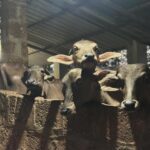 Swanandi Tikekar Instagram –