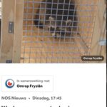 Sylvana IJsselmuiden Instagram – Iets met 7 vermiste wasberen in Leeuwarden? Hij kan hier mooi de was doen!