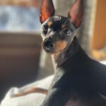 Sylvie Tellier Instagram - Tel maître, tel chien… la question est, qui porte mieux le bonnet de Noël? #englishtoyterrier #chien