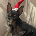 Sylvie Tellier Instagram - Tel maître, tel chien… la question est, qui porte mieux le bonnet de Noël? #englishtoyterrier #chien