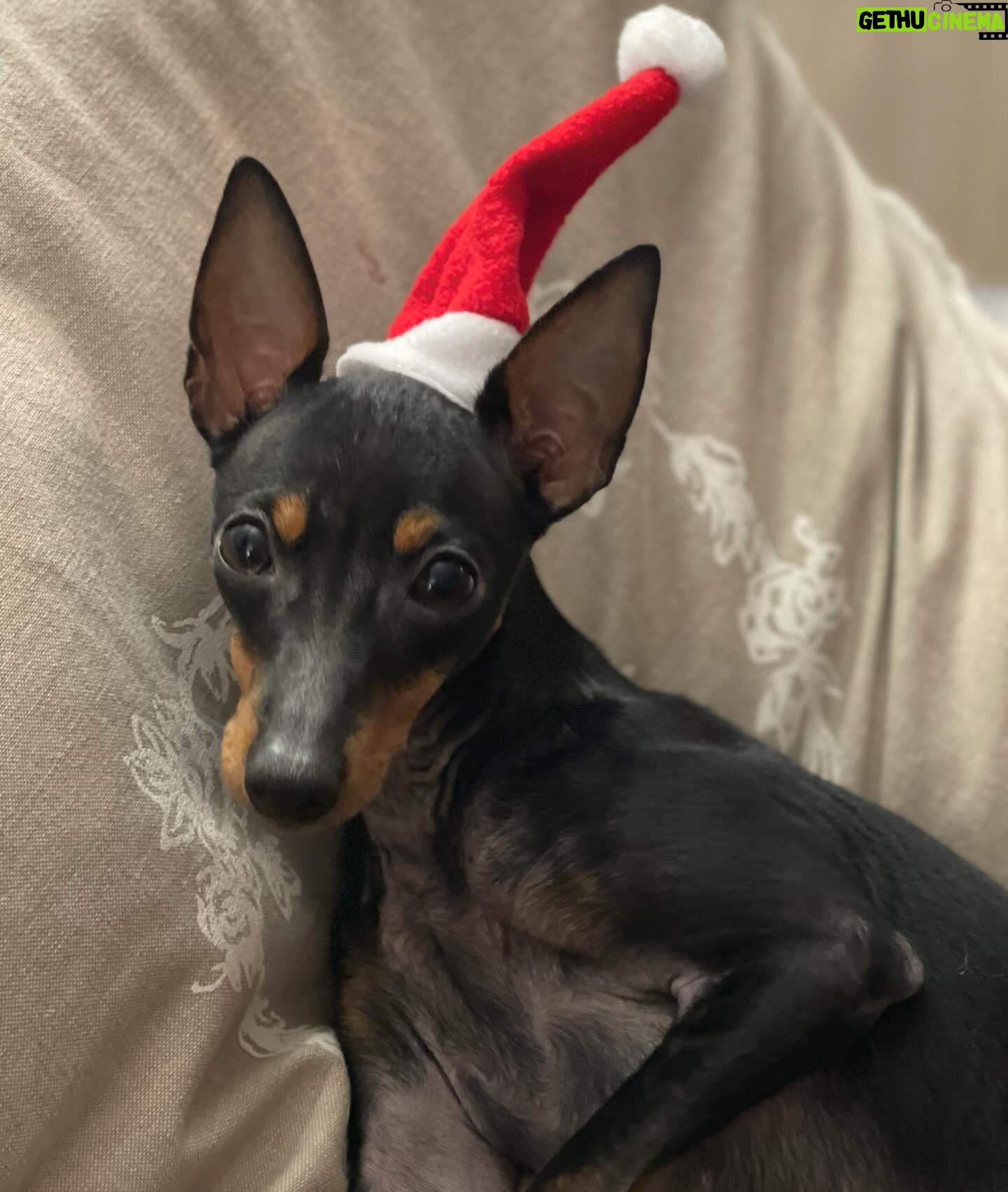 Sylvie Tellier Instagram - Tel maître, tel chien… la question est, qui porte mieux le bonnet de Noël? #englishtoyterrier #chien
