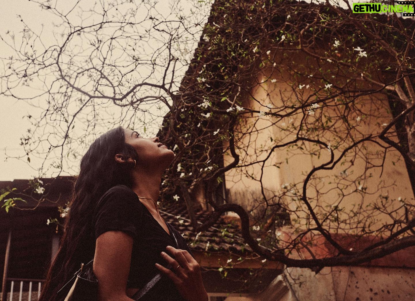 T J Bhanu - 40.8K Likes - I always feel Displaced people belong to nowhere.
But sometime their heart smiles to be at some place and for me in Bombay Bandra is that place.. 9.5 years back I fell in love with Bandra on a rainy day when I was supposed to be at Bandra East but I reached West. 🙈
After that I used to take train from Borivali, even walk from Andheri to Bandra just to roam around, see the world of this place. And Now I can actually say there is no place around where I have not been here. I can even be guide for Bandra.
It took great struggle and wait to have a home here
But that all feel worth it
When I wake up and have my coffee at my courtyard…
Shot by @tarunchouhan_ph without even giving me time to put moisturiser
#2022 #india #bombay #mankiyatraen #yatra #tjbhanu #vaazhl #love #compassion #allheartallart #vaalgavalamudan #सितारों_को_आँखो_में_महफ़ूज़_रखना
