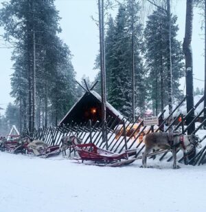 Tülin Yazkan Instagram - Arctic Circle! 🦌