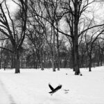 Tülin Yazkan Instagram - Oslo 🦢🤍