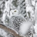 Tülin Yazkan Instagram – Our home for a few days, aurora, sun, snowy owl, lynx, Gustav kitchen, a free deer! 🦌 ❄️