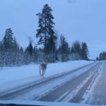 Tülin Yazkan Instagram – Our home for a few days, aurora, sun, snowy owl, lynx, Gustav kitchen, a free deer! 🦌 ❄️