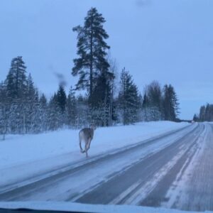 Tülin Yazkan Instagram - Our home for a few days, aurora, sun, snowy owl, lynx, Gustav kitchen, a free deer! 🦌 ❄️