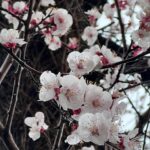 Tae Kimura Instagram - 。 あっという間に 4月。。 東京に 春がやってきて 桜や花たちが 咲き始めました。 美しい季節。 みなさまのところは どんなでしょう。 春風が 吹き抜けるように 心が温かく 風通しが良い季節に なりますように😊