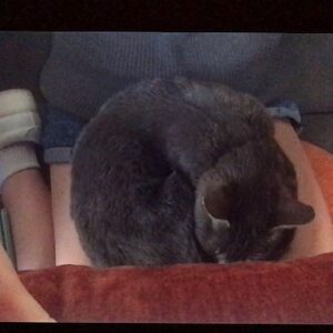 Talitha Bateman Instagram - When the neighbors cat is super sweet and cuddly and meows at the door until you let it in. But you’re allergic and breakout in hives and you still somehow don’t have the heart to kick it out.