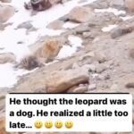 Tamala Jones Instagram - 🤣🤣🤣🤣🤣🤣🤣🤣…. The realization & then the run for life !!!🤣🤣🤣🤣🤣🐶🐾