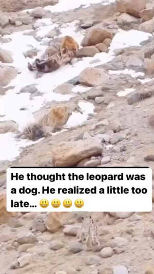 Tamala Jones Instagram - 🤣🤣🤣🤣🤣🤣🤣🤣…. The realization & then the run for life !!!🤣🤣🤣🤣🤣🐶🐾