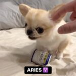 Tamala Jones Instagram – 🤣🤣🤣🤣🤣🤣🤣… do you agree ?? 🤭🐾
