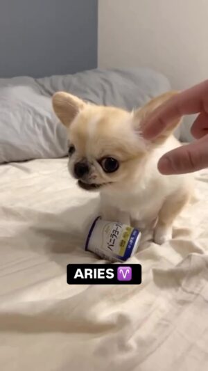 Tamala Jones Instagram - 🤣🤣🤣🤣🤣🤣🤣… do you agree ?? 🤭🐾