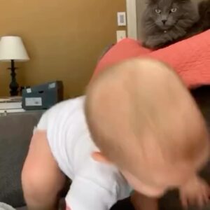 Tamala Jones Instagram - Kitty said “sit your lil butt down neow” ..😩🤣🤣🤣🤣🐾🐈