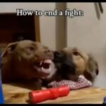 Tamala Jones Instagram - “Um Calm yourself down boo boo” 🐾🤣🤣🤣🤣🤣
