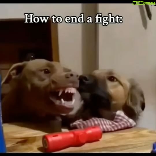 Tamala Jones Instagram - “Um Calm yourself down boo boo” 🐾🤣🤣🤣🤣🤣