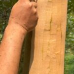 Tamala Jones Instagram – 😍✨Omg I love this !!! Cinnamon bark scrapping … I can smell it through the video ..💕😋 #nature #naturelovers #treehugger