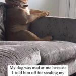 Tamala Jones Instagram – He needs an apology & I’m demanding it !!🤣🤣🤣🤣🤣🤣🤣🐶🐾 🐕💕✨