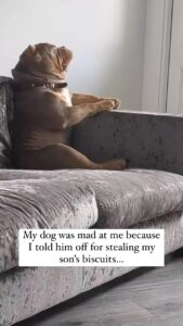 Tamala Jones Instagram - He needs an apology & I’m demanding it !!🤣🤣🤣🤣🤣🤣🤣🐶🐾 🐕💕✨