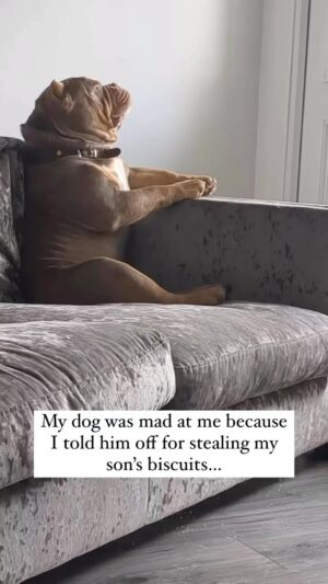 Tamala Jones Instagram - He needs an apology & I’m demanding it !!🤣🤣🤣🤣🤣🤣🤣🐶🐾 🐕💕✨
