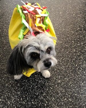 Tamara Braun Instagram - Happy Halloween Pup lovers!!! Little did not like being dressed up as a taco, Pearl didn’t mind being a mermaid and foster pup Pip HATED the Devil harness. Probably because she is quite the Angel. She really is. So it came off immediately! Happy Halloween everyone. Be safe and kind. #halloween #adoptdontshop #fosteringsaveslives #dogsofinstagram
