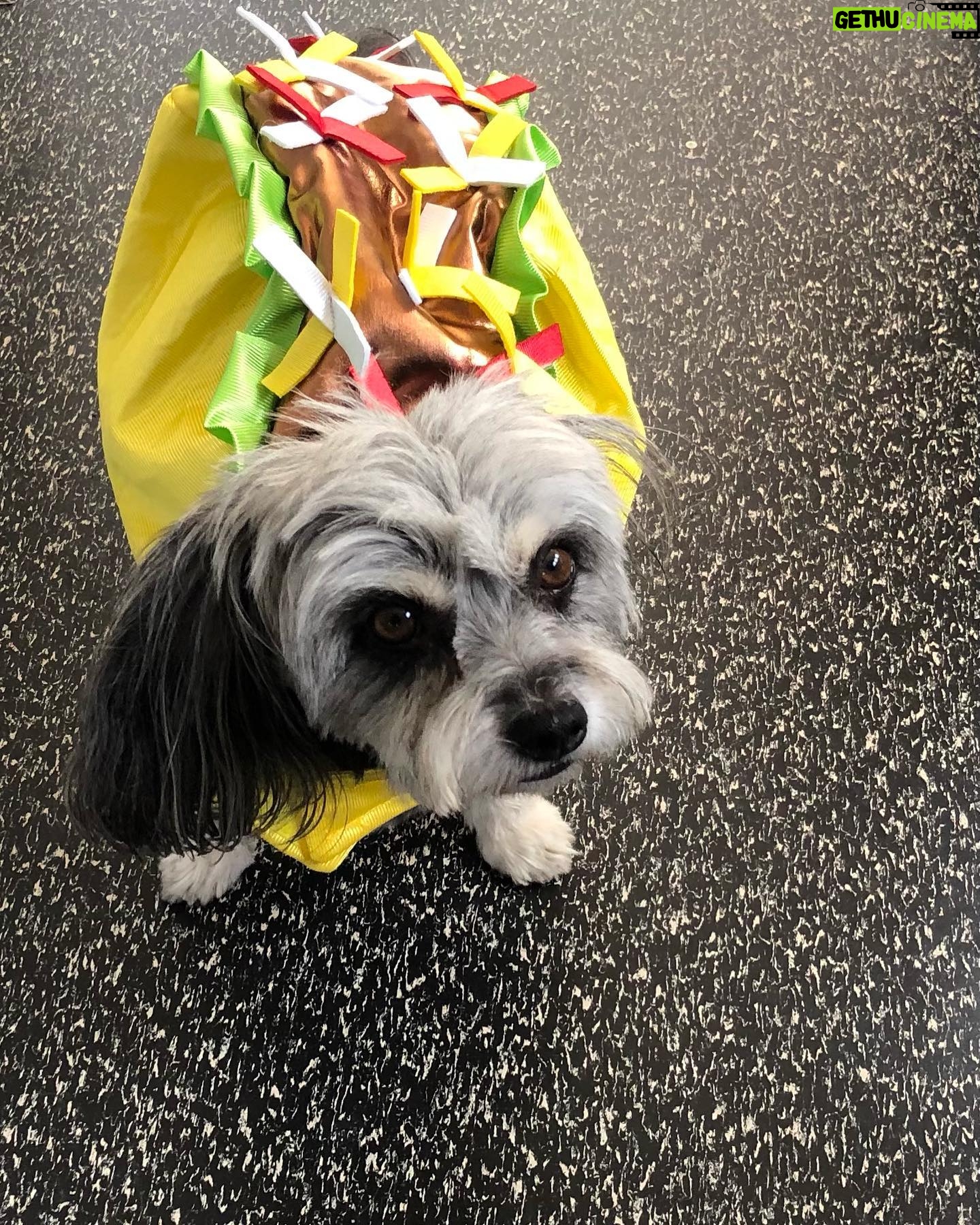 Tamara Braun - 1.4K Likes - Happy Halloween Pup lovers!!! Little did not like being dressed up as a taco, Pearl didn’t mind being a mermaid and foster pup Pip HATED the Devil harness. Probably because she is quite the Angel. She really is. So it came off immediately! Happy Halloween everyone. Be safe and kind. #halloween #adoptdontshop #fosteringsaveslives #dogsofinstagram