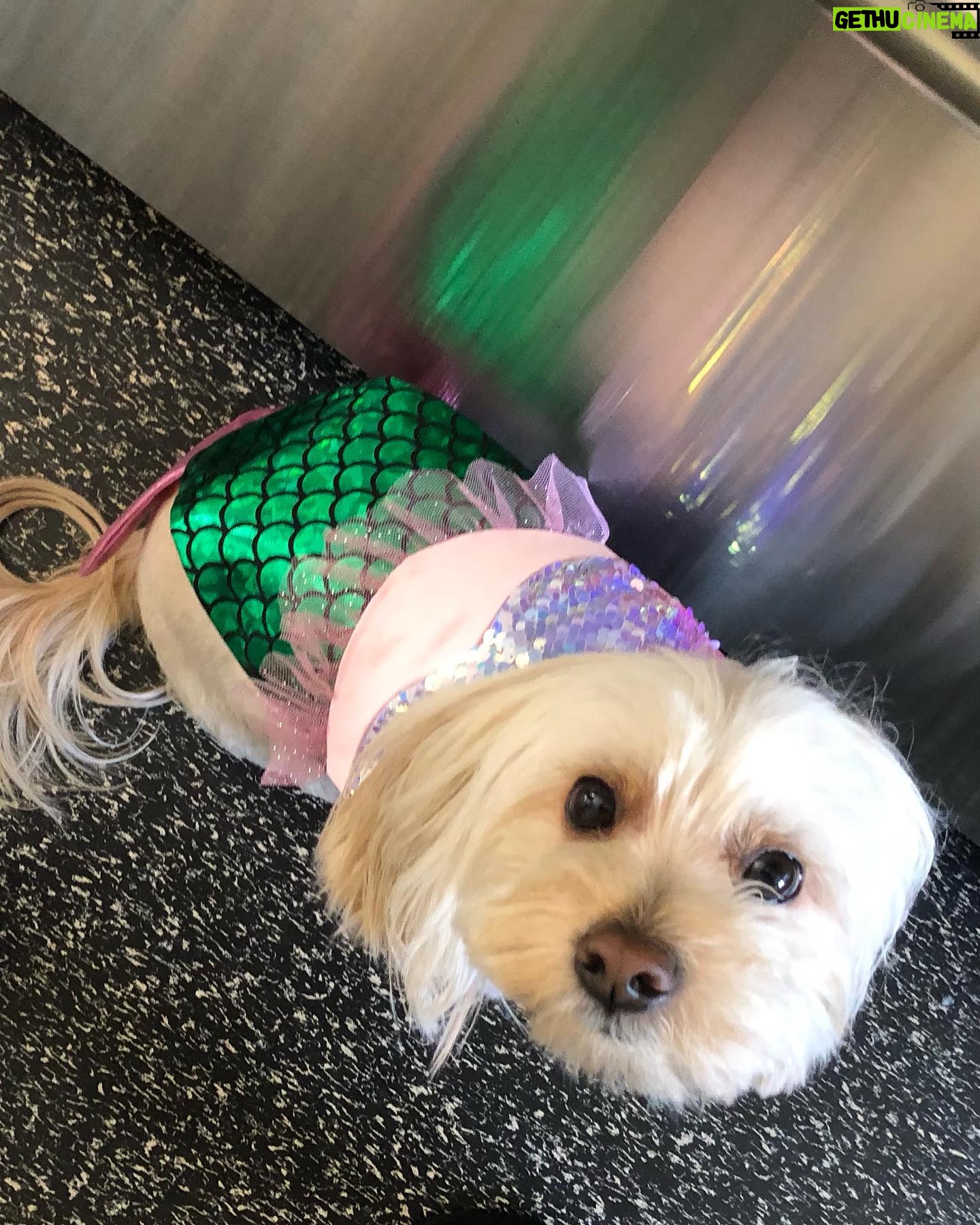 Tamara Braun - 1.4K Likes - Happy Halloween Pup lovers!!! Little did not like being dressed up as a taco, Pearl didn’t mind being a mermaid and foster pup Pip HATED the Devil harness. Probably because she is quite the Angel. She really is. So it came off immediately! Happy Halloween everyone. Be safe and kind. #halloween #adoptdontshop #fosteringsaveslives #dogsofinstagram