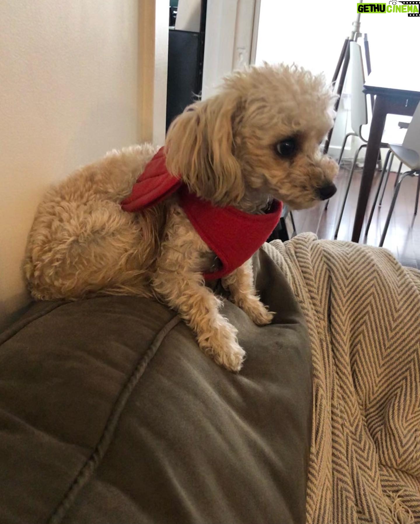 Tamara Braun - 1.4K Likes - Happy Halloween Pup lovers!!! Little did not like being dressed up as a taco, Pearl didn’t mind being a mermaid and foster pup Pip HATED the Devil harness. Probably because she is quite the Angel. She really is. So it came off immediately! Happy Halloween everyone. Be safe and kind. #halloween #adoptdontshop #fosteringsaveslives #dogsofinstagram