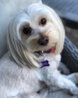 Tamara Braun Instagram - It was Pearl’s Gotcha Day on Monday. We were just going to foster her but Little started rolling around and playing with her at about week 2. They were in love. So, she became family. Been fostering another sweet baby recently and if 3 wasn’t too much she would also become family. There are so many wonderful dogs out there that need loving homes. I implore you to #adoptdontshop and to foster if you can. Both actions save lives. Thank you @therealbark for sweet Pearl girl and all you do to find loving homes for the fur babies. Happy hump day everyone! Sorry I’ve been a little MIA lately. Sending much love. 💗🐶💗🐶 #rescuedog #love #pearl