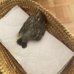 Tamara Acosta Instagram - Mi gata atrapó este pajarito, logramos salvarlo, le dimos agüita , pero no sé qué hacer , esta acurrucadito y no se mueve. Pero esta vivo! Que hago, tengo miedo de dejarlo aquí, mi gata se lo puede comer.