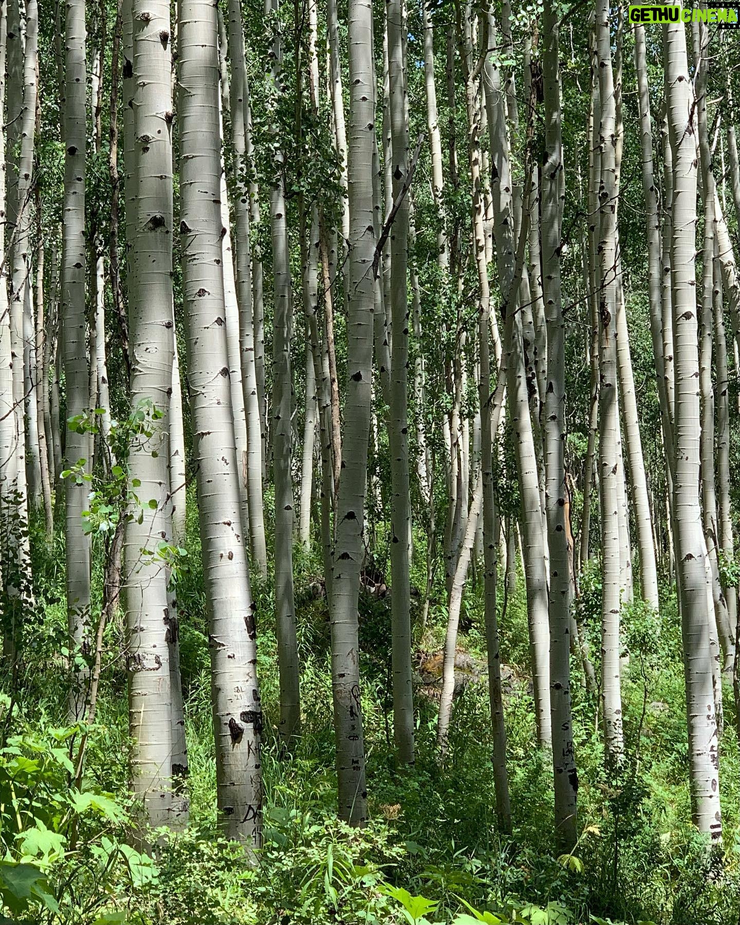 Tami Stronach - 1.2K Likes - Getting out of the city and into natureāļø Feeling very grateful to be sharing these last moments of summer with family and friends, and to be hiking, stretching and dancing just 3 months after my knee surgery!
PS. The white water rafting was scarier than youād think š
#tamistronach #theneverendingstory #childlikeempress #aspen