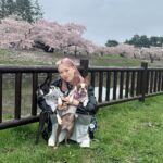 Tanakaga Instagram - お久しぶりに五稜郭公園🌸🌸 ギリギリ桜の時期間に合ったー！！！！笑 旦那の地元が北海道やから毎年ブブビビも連れて新幹線で函館行くんやけど、今年はコナンの映画の舞台が函館やったから自然と聖地巡りができて嬉しい🫶🏻笑 自然がいっぱいで美味しいものいっぱいで幸せ✌🏻 今食欲凄い時期やからこっちおる間に太りそう笑 初めてデジカメとやらを買ってみたんやけど携帯で撮るのとまた違っていい感じや。最後の写真だけ携帯🐶