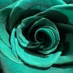 Tang Wei Instagram – roses aren’t always red