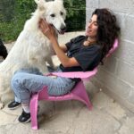 Tania Raymonde Instagram - Aux anges à l'élevage de mon oncle. Ces bergers blanc sont impressionnants mais t’inquiète c'est des gros nounours. Impossible de me faire bouger de cette chaise.