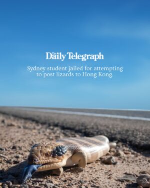 Tanya Plibersek Instagram - If you’re going to try to traffick our precious native animals, we’re going to throw the book at you.

A student has been sentenced to two years’ jail for trying to post lizards overseas. People who trade in animals in this way are cruel and selfish, and I’ll do whatever I can to make sure they cop the full force of the law. 

This latest case serves as a warning to anyone out there thinking of getting involved in wildlife crime: we are watching, you will be arrested, and you could go to jail.