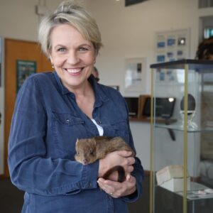 Tanya Plibersek Instagram - Who doesn’t love a comeback story? And a cute one at that. 

Bettongs had been extinct for more than 100 years on Yorke Peninsula in South Australia. 

But a program to reintroduce them has been successful - and they are thriving. 

Such good news.