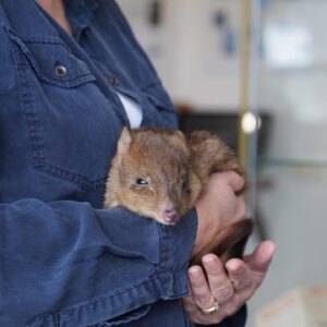 Tanya Plibersek Instagram - Who doesn’t love a comeback story? And a cute one at that. 

Bettongs had been extinct for more than 100 years on Yorke Peninsula in South Australia. 

But a program to reintroduce them has been successful - and they are thriving. 

Such good news.