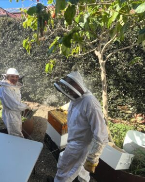 Tanya Plibersek Instagram - My bees got a whole new upstairs - and I got about five stings.