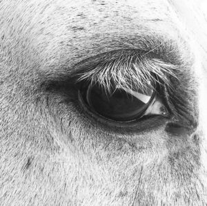Tatjana Patitz Instagram - When I look into the eyes of an animal I see a soul, a sentient being that may not speak our language but that feels, has relationships, family, bonds and feels love. My horses and all my animals are and will forever be a family. I see all animals soul. We are all part of this earth inhabitants of this beautiful planet. #bekind #coexist #loveislove 💙